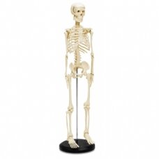 Mažas žmogaus skeletas