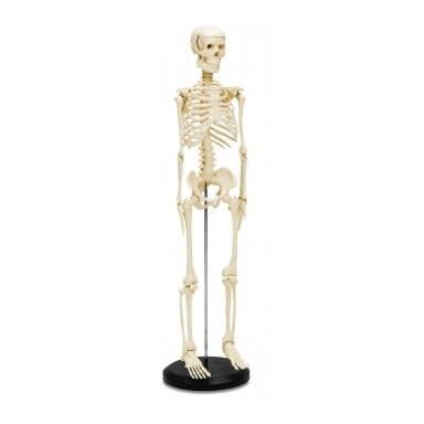 Mažas žmogaus skeletas
