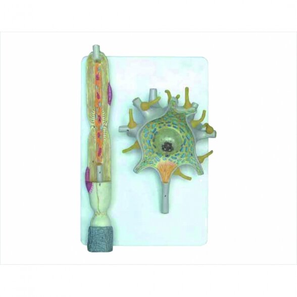 Neurono modelis Neurono modelis