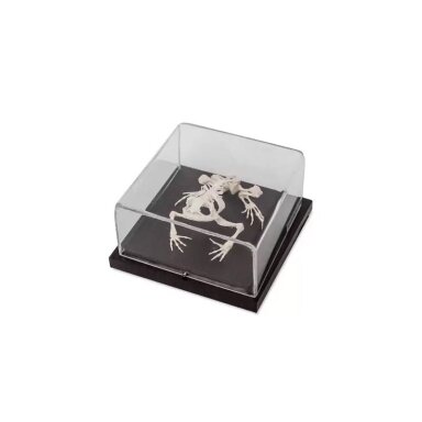 Rupūžės skeletas RV3016