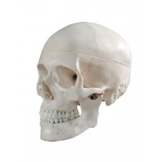 Žmogaus kaukolės modelis HG0041