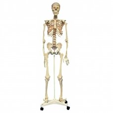 Žmogaus skeleto modelis
