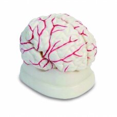 Žmogaus smegenų modelis