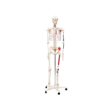 Žmogaus skeletas QH3302