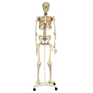 Žmogaus skeleto modelis